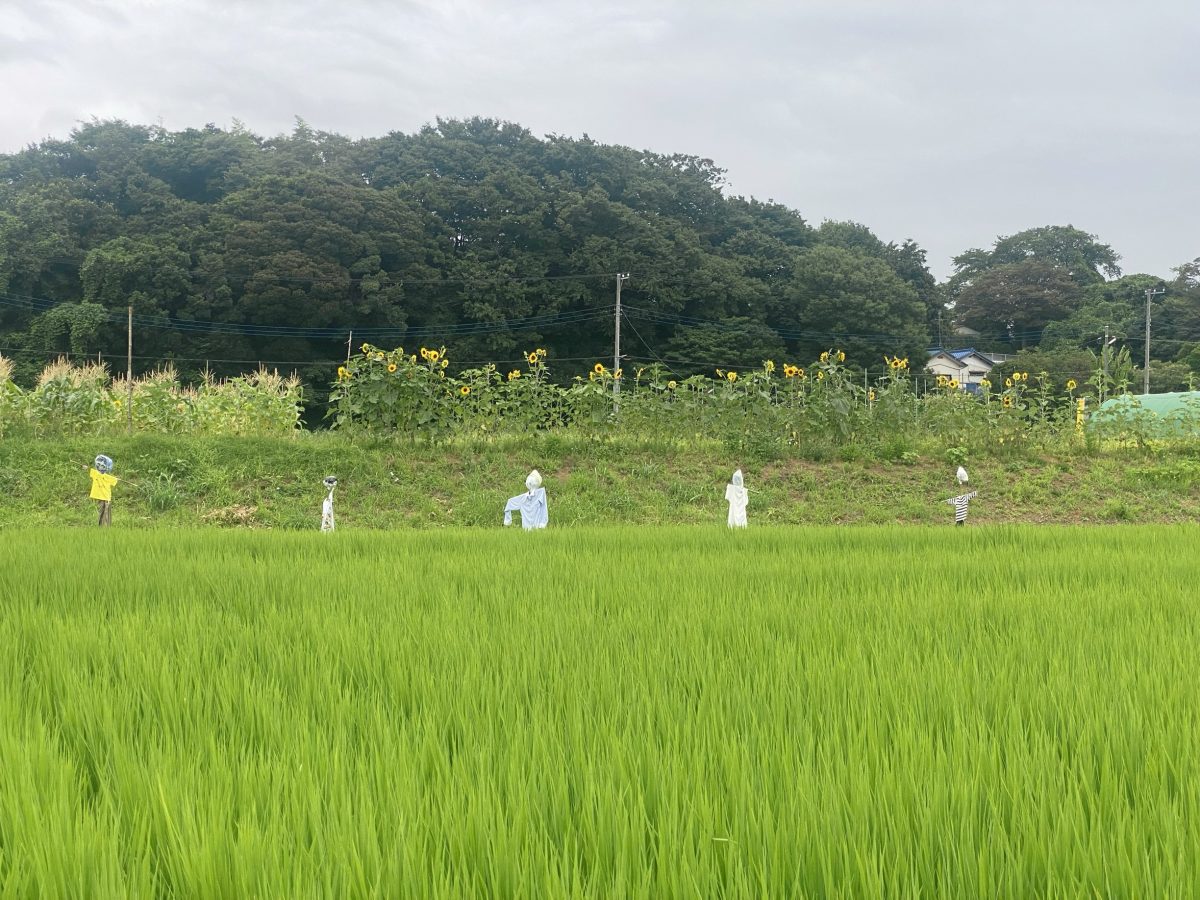 緑が広がる田んぼに、ずらりと並ぶ個性豊かなかかしたち！ みんなの願いを背に、おいしいお米の実りを見守っていました(^^)