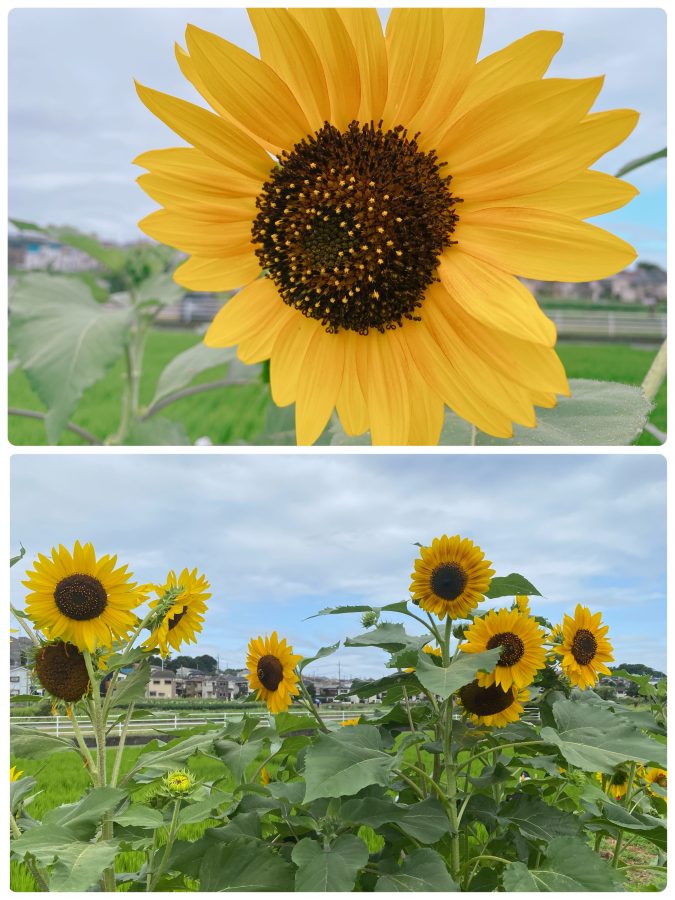 畑のわきには、夏を告げるひまわりがにっこり！ 岩根さんが今年はじめて植えたそう✿夏の田園にぴったりの彩り