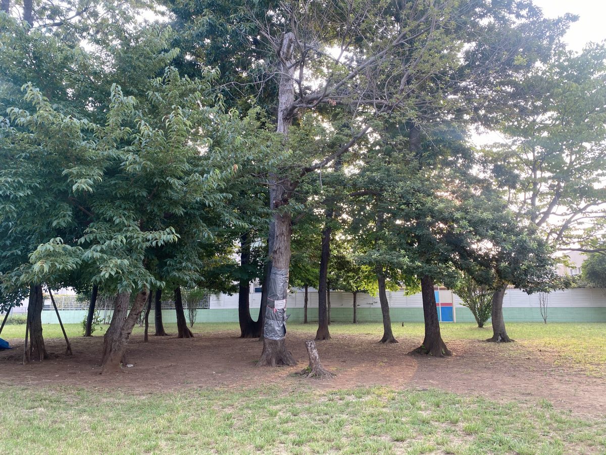 背の高い木々に囲まれて、まるで小さな森の中〜木陰が心地よくて、探検気分も(^^)