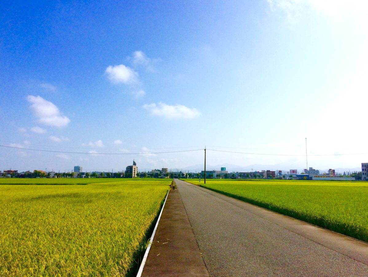 出身地の風景。田んぼ道が滑走路みたいでしょう？ この風景が大好きなんです。