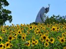【吹田市】万博記念公園で「ひまわりフェスタ」7月19日（土）～開催！
