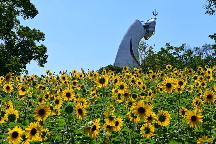 【吹田市】万博記念公園で「ひまわりフェスタ」7月19日（土）～開催！