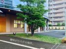 【茨木市】料理、楽器、将棋、生け花などなど！開館20周年の生涯学習センターで「きらめき講座」受講生募集中
