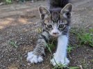 【松戸市】【流山市】【柏市】2025年9月のねこ情報～9/6(土),20(土),27(土) 保護猫譲渡会 by NPO法人にゃん2