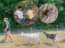 【流山市】地域密着！流山発『週末限定 動物園』がオープン？！ 〜第1回イベントはカブトムシとり！参加レポート〜
