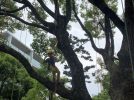 【浜寺公園】ツリーイング体験in浜寺公園が9月7日(日)に開催！自然を楽しむイベント！