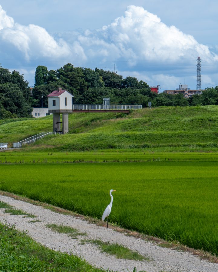 白鷺もこの風景に癒されてる？