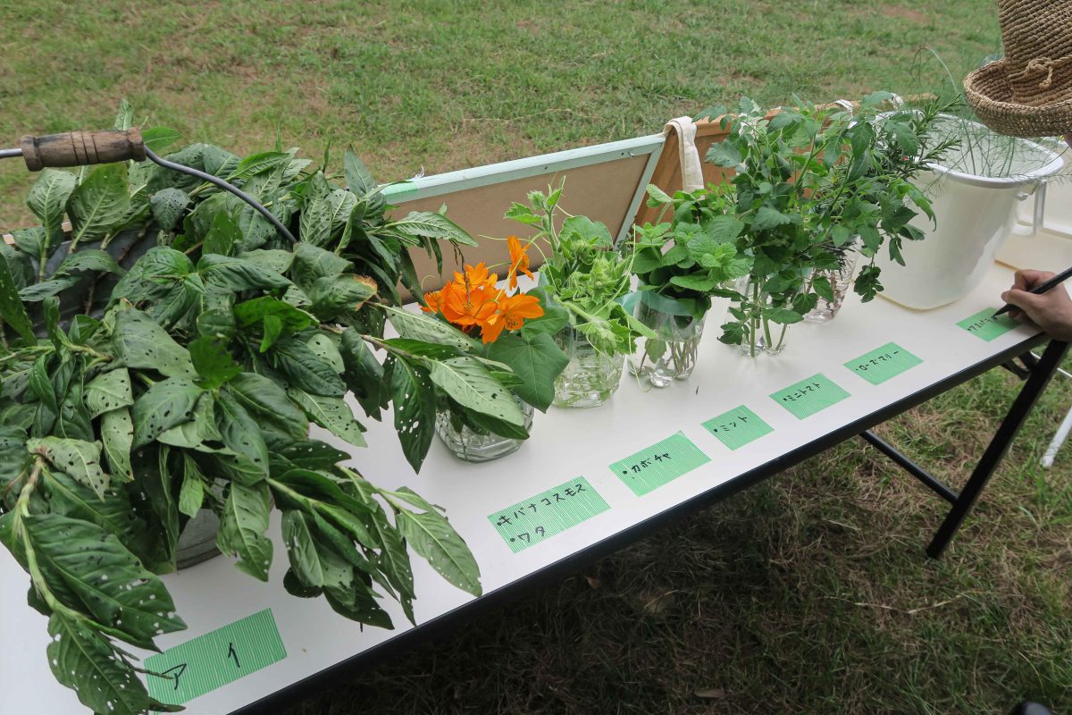好きな植物を選んでね