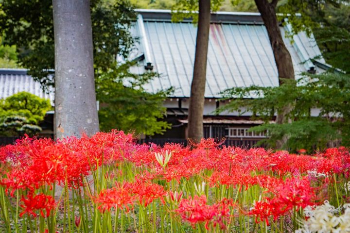 本堂裏側の彼岸花