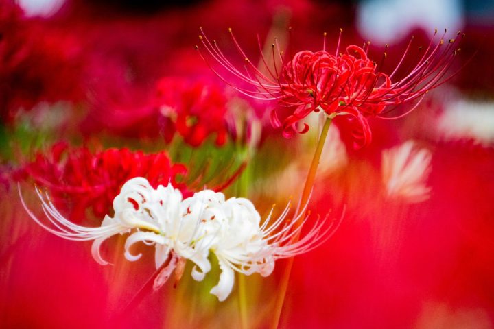紅と白の彼岸花
