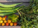【柏市】2025年の家庭菜園～夏野菜収穫の振り返りと秋冬の野菜作りに向けて～