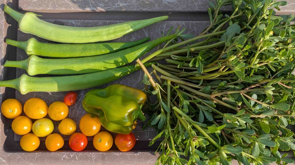 【柏市】2025年の家庭菜園～夏野菜収穫の振り返りと秋冬の野菜作りに向けて～