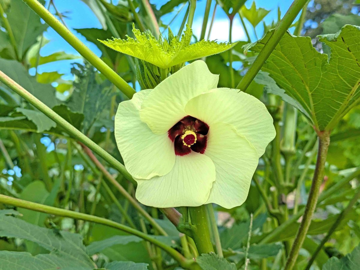 オクラの花