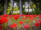 【松戸市】ジモトの秋風景 〜彼岸花のある風景＠祖光院〜