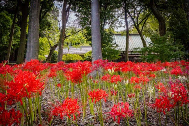 【松戸市】ジモトの秋風景 〜彼岸花のある風景＠祖光院〜
