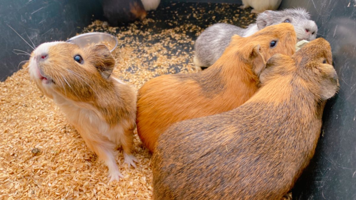 【流山市】速報！小学校で！？『生き物係復活プロジェクト』始動！@まちの動物園