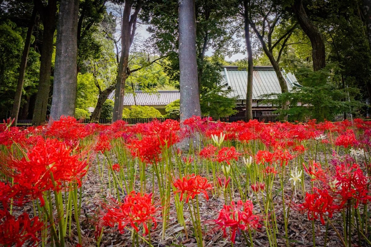 【松戸市】ジモトの秋風景 〜彼岸花のある風景＠祖光院〜