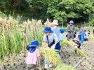 【茨木市】茨木市車作で10月5日（日）に稲刈り体験イベント！予約受付中！