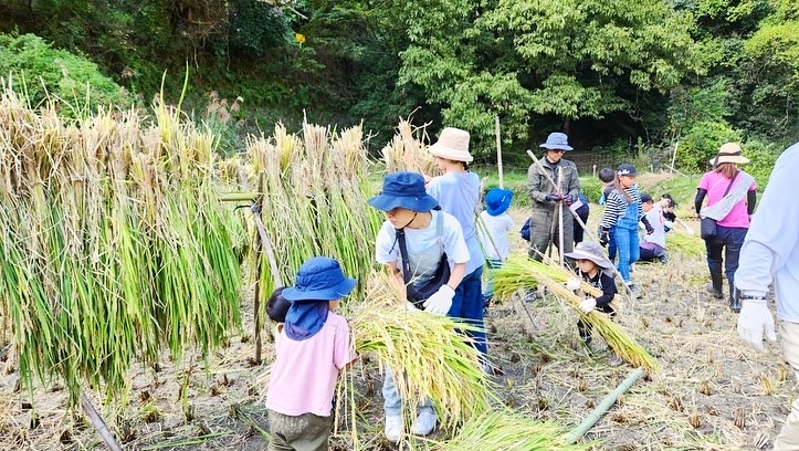 【茨木市】茨木市車作で10月5日（日）に稲刈り体験イベント！予約受付中！