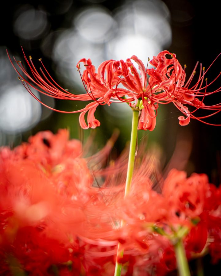 紅と白の彼岸花