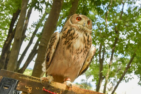 【新金岡】大泉緑地で猛禽類とふれあえるイベント「Shovel fes!!」が2025年11月16日(日)開催！