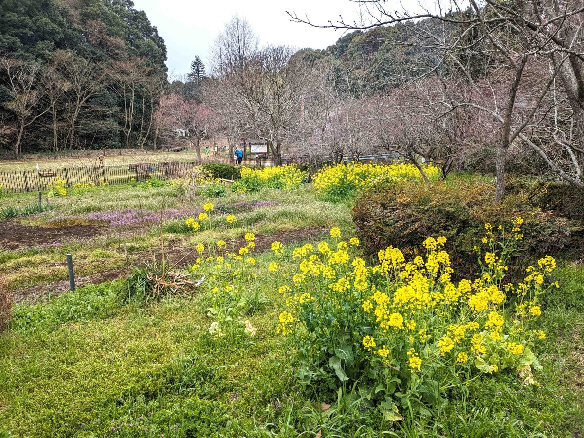 早春の下田の杜