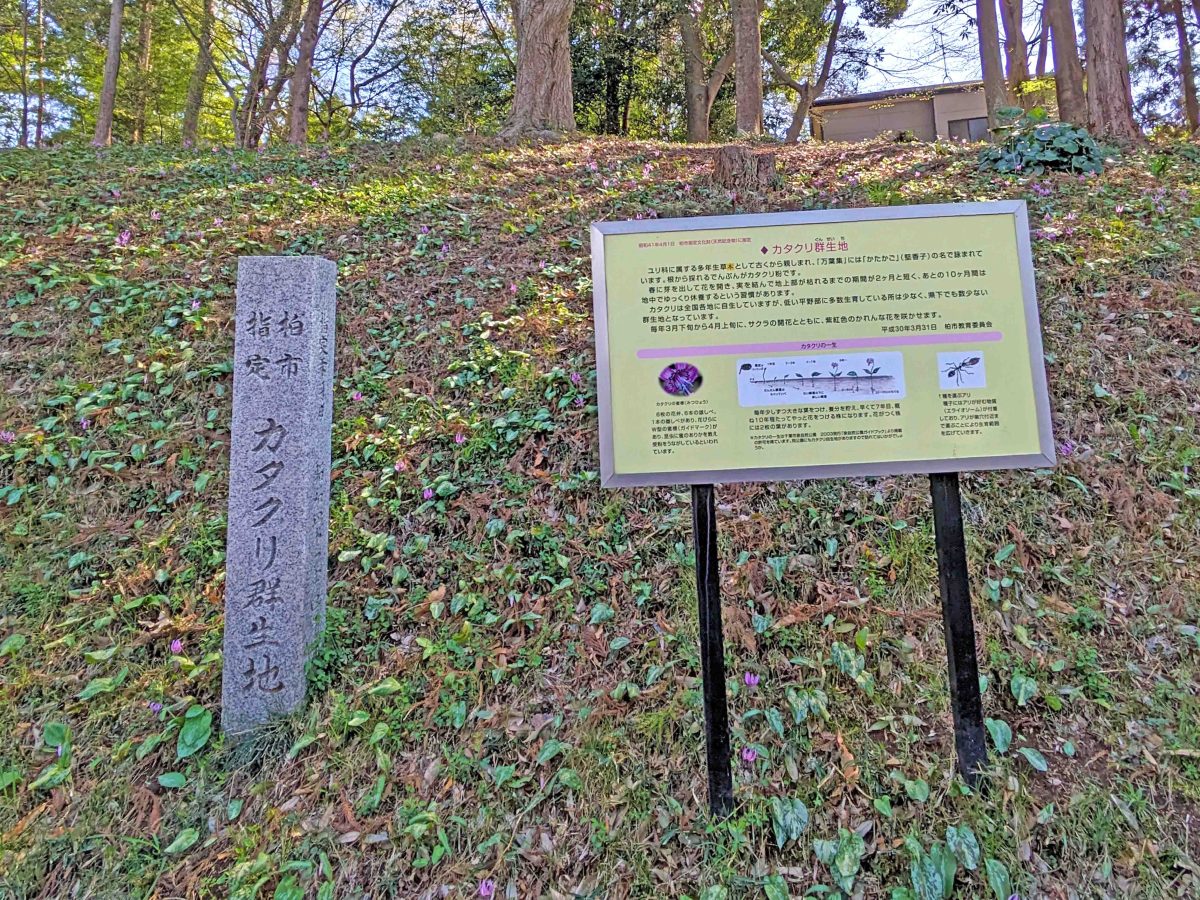 カタクリ群生地