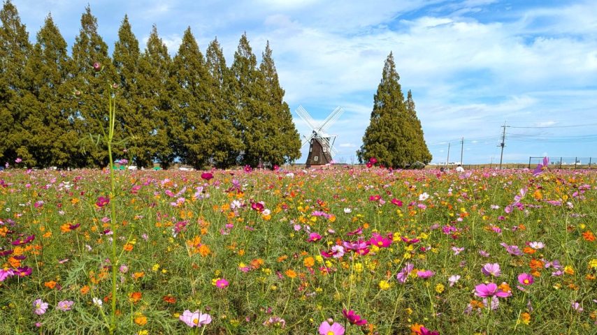 【柏市】令和7年10月8日(水)～10月22日(水) 二十四節気「寒露」～開運日や開運ポイントは？～