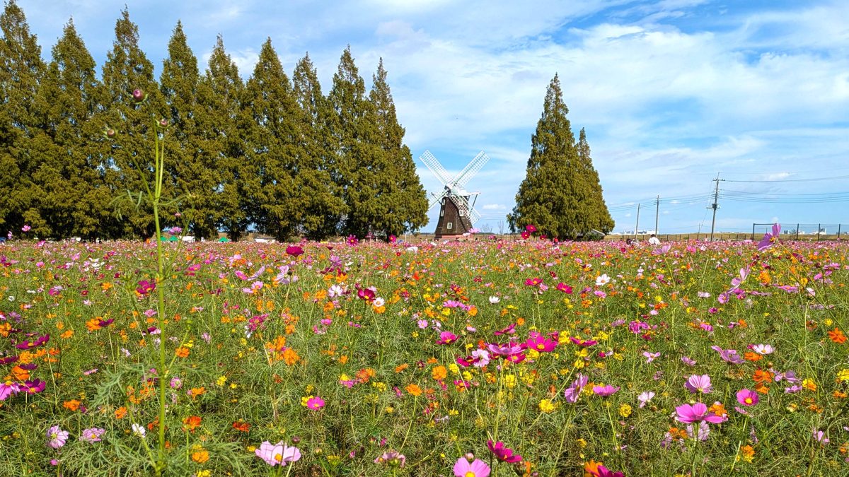 【柏市】令和7年10月8日(水)～10月22日(水) 二十四節気「寒露」～開運日や開運ポイントは？～