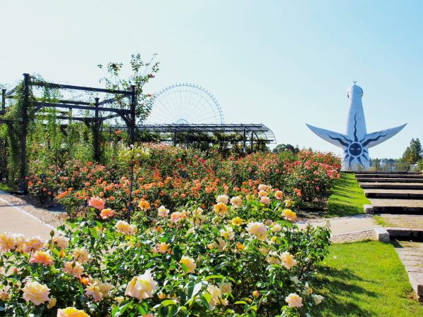 【吹田市】万博記念公園で「秋のローズフェスタ」が10月25日（土）から開催！