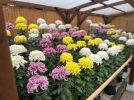 【百舌鳥】大仙公園・日本庭園で菊の花の展示会「第71回堺市菊花大会」が11月2日(日)から開催!