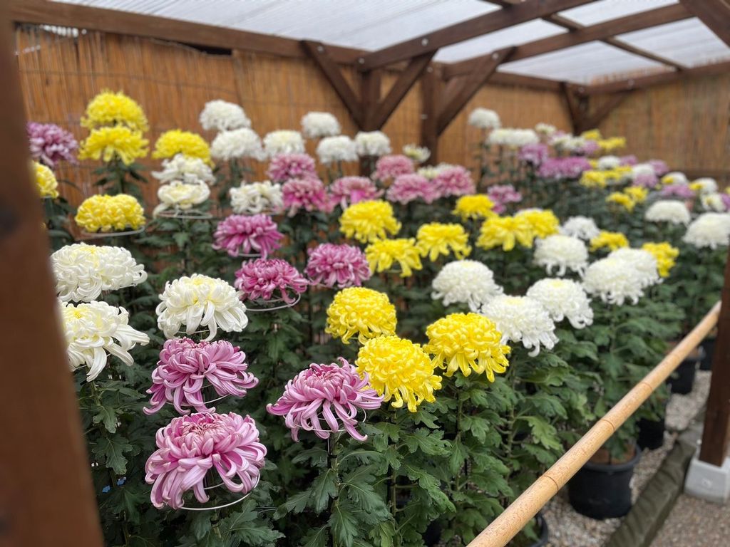 【百舌鳥】大仙公園・日本庭園で菊の花の展示会「第71回堺市菊花大会」が11月2日(日)から開催!