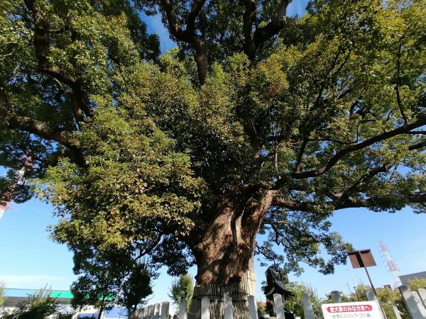 長曽根楠塚公園　クスノキ