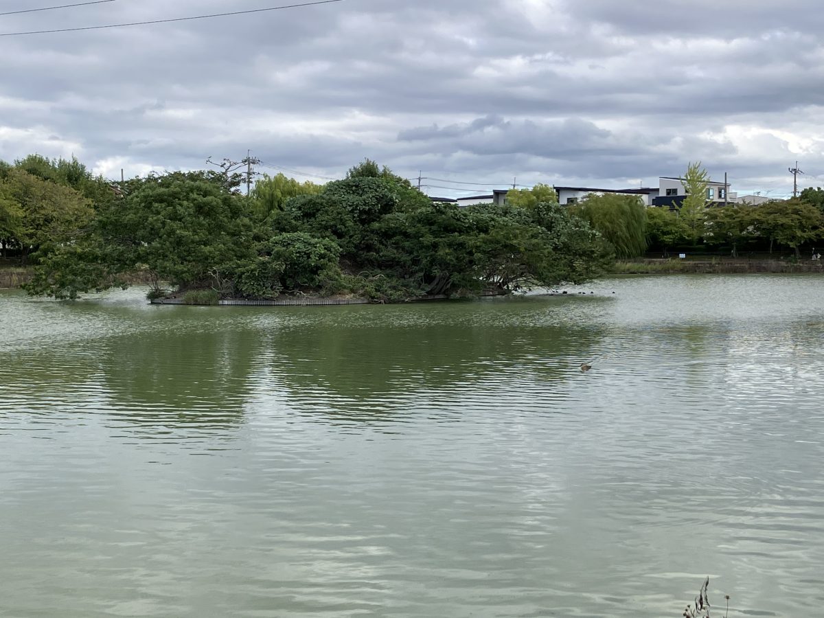 耳原大池の真ん中あたりにある浮島は特徴的です。