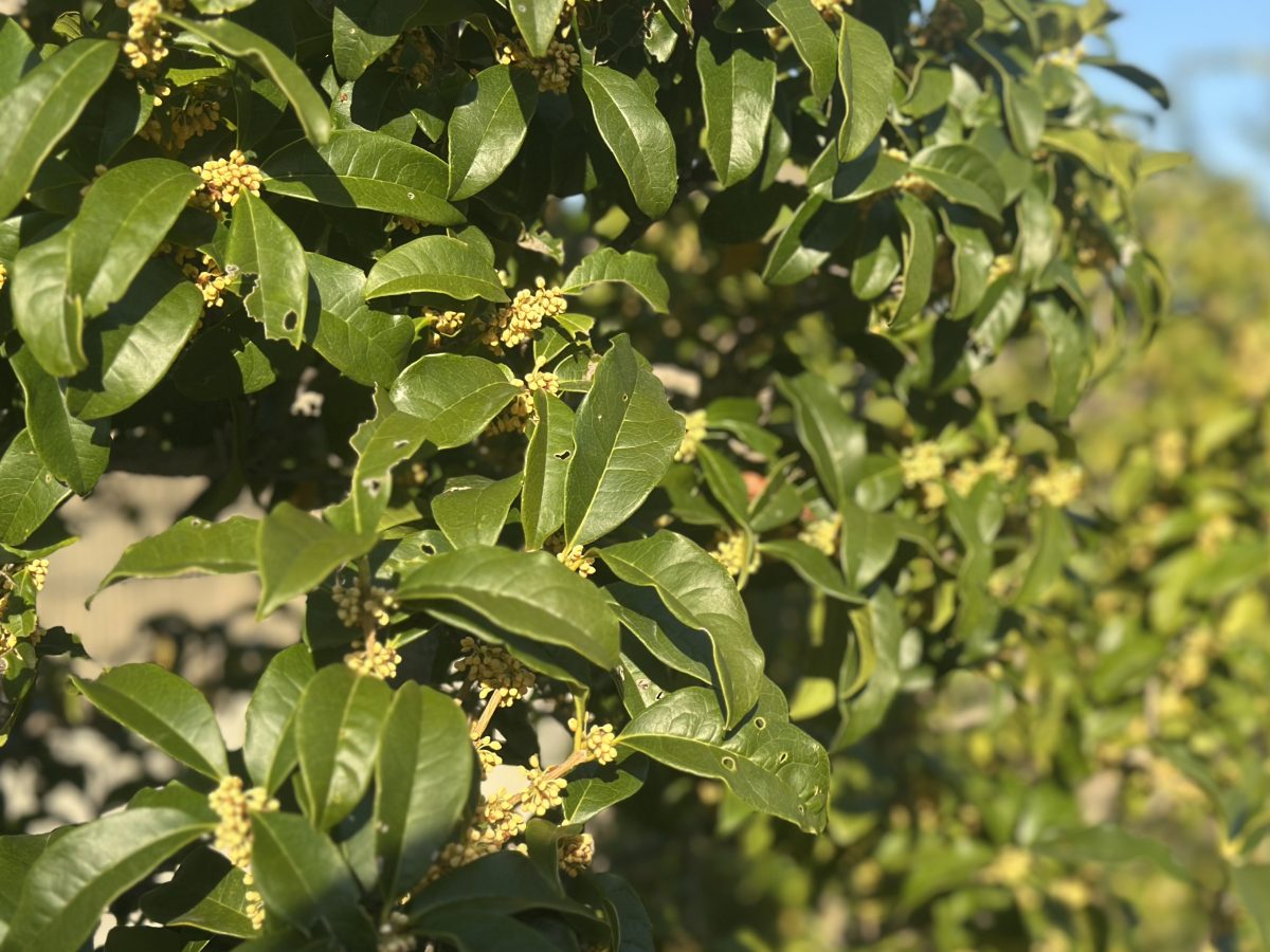 秋の風にふわりと香りがただよう