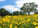 【吹田市】秋の花の丘で彩りと感動を！万博記念公園で「コスモス・コキアフェスタ」開催！