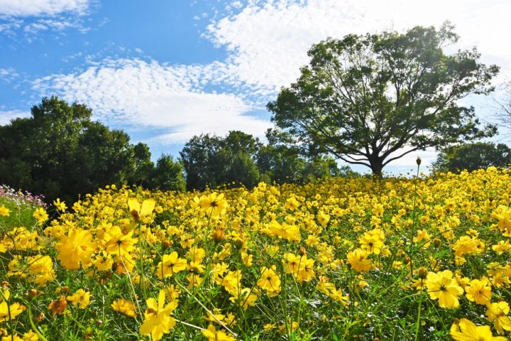 【吹田市】秋の花の丘で彩りと感動を！万博記念公園で「コスモス・コキアフェスタ」開催！