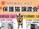 【松戸市】【流山市】【柏市】2025年11月のねこ情報~11/1(土),8(土),15(土),22(土) 保護猫譲渡会
