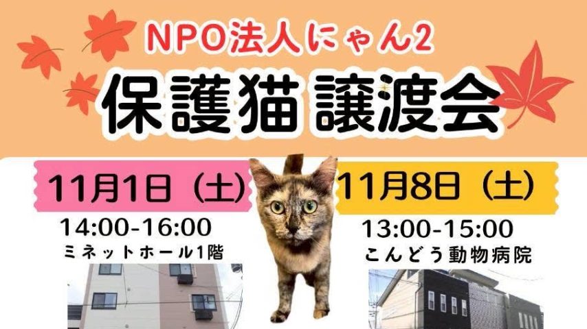 【松戸市】【流山市】【柏市】2025年11月のねこ情報~11/1(土),8(土),15(土),22(土) 保護猫譲渡会