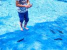 【泉ケ丘】堺市内で魚のつかみ取り体験!?　ハーベストの丘でニジマスを捕まえよう！