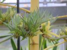 【百舌鳥】堺市都市緑化センターで奇跡の植物の最後を見届ける「ありがとう！アガベ・ベネズエラ」が10月12日(日)に開催！