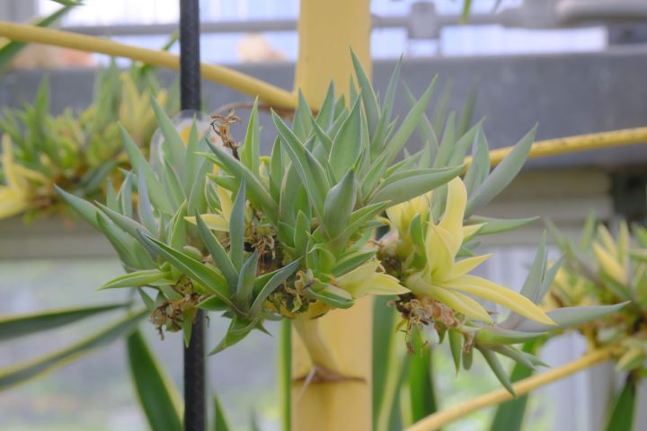 【百舌鳥】堺市都市緑化センターで奇跡の植物の最後を見届ける「ありがとう！アガベ・ベネズエラ」が10月12日(日)に開催！