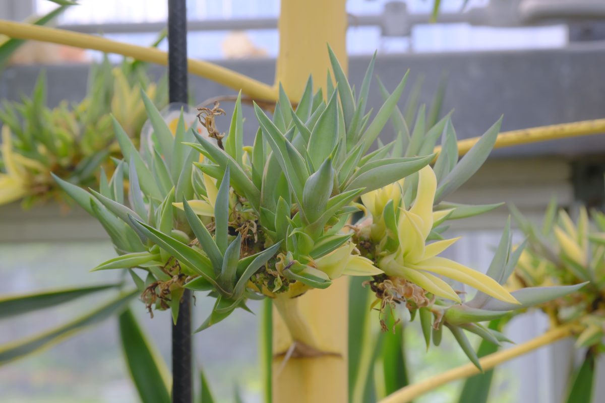 【百舌鳥】堺市都市緑化センターで奇跡の植物の最後を見届ける「ありがとう！アガベ・ベネズエラ」が10月12日(日)に開催！