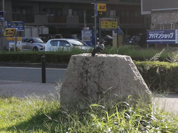 公園で落ち着く鳩さん