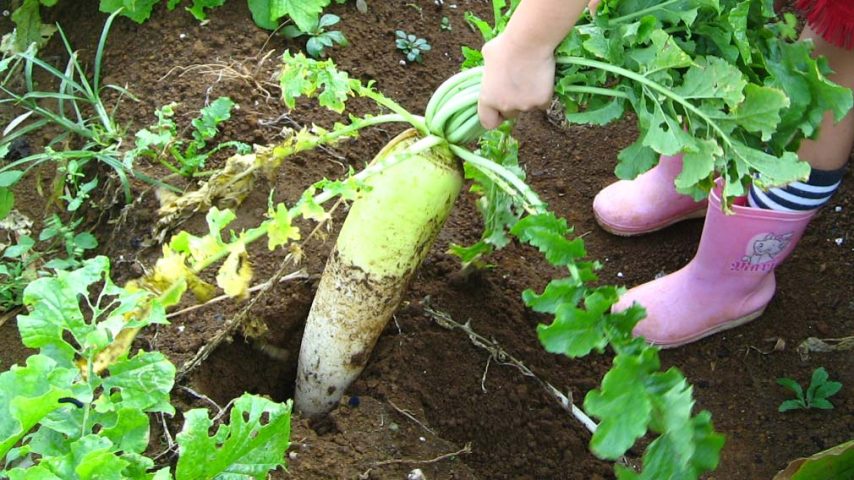 【柏市】2025年11月16日(日),23日(日) 収穫体験付き！おやこでBBQ vol.4 『だいこん』～旬の野菜をアウトドアで美味しく食べよう！～