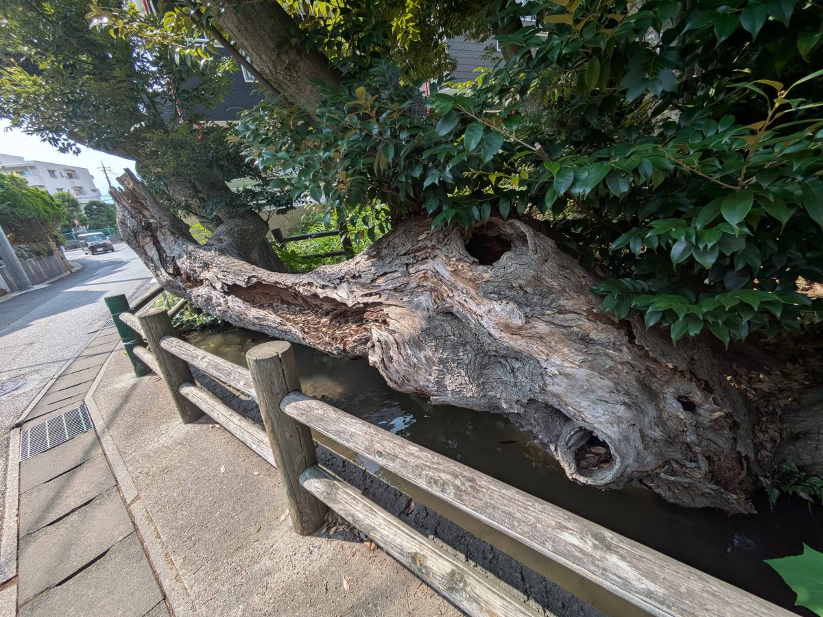 諏訪道の道路脇にある宿連寺湧水