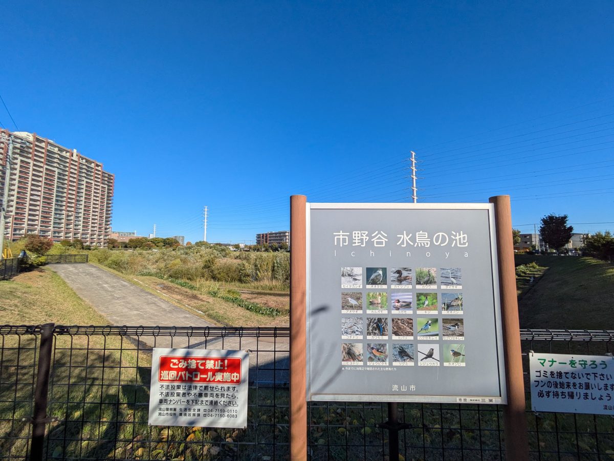 市野谷水鳥の池。町域としてはおおたかの森南にあります。