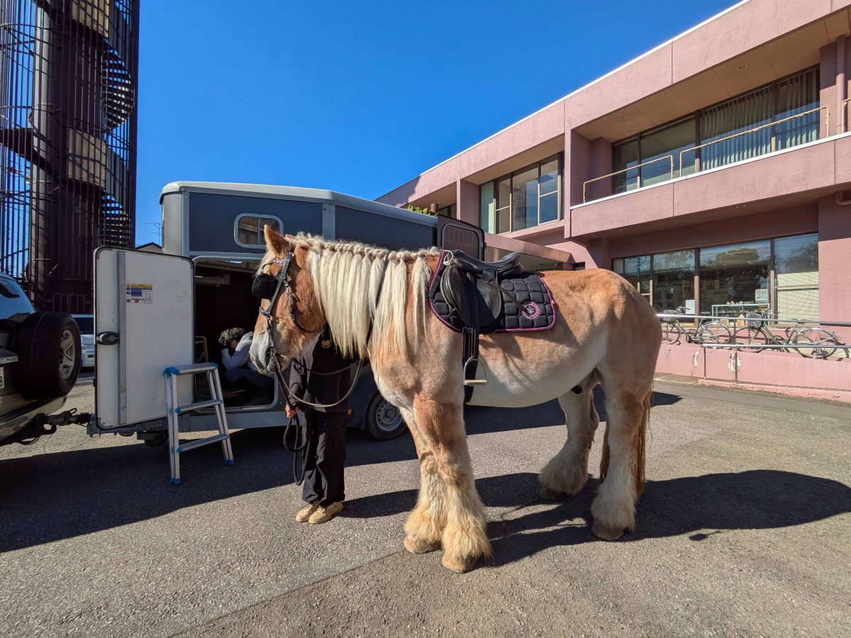 鞍を載せてパレードの準備