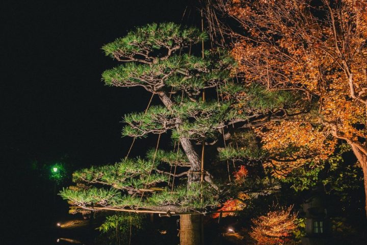【百舌鳥】大仙公園・日本庭園で冬季夜間特別開園「和 Light Nights」が12月20日(土)、21日(日)など開催！