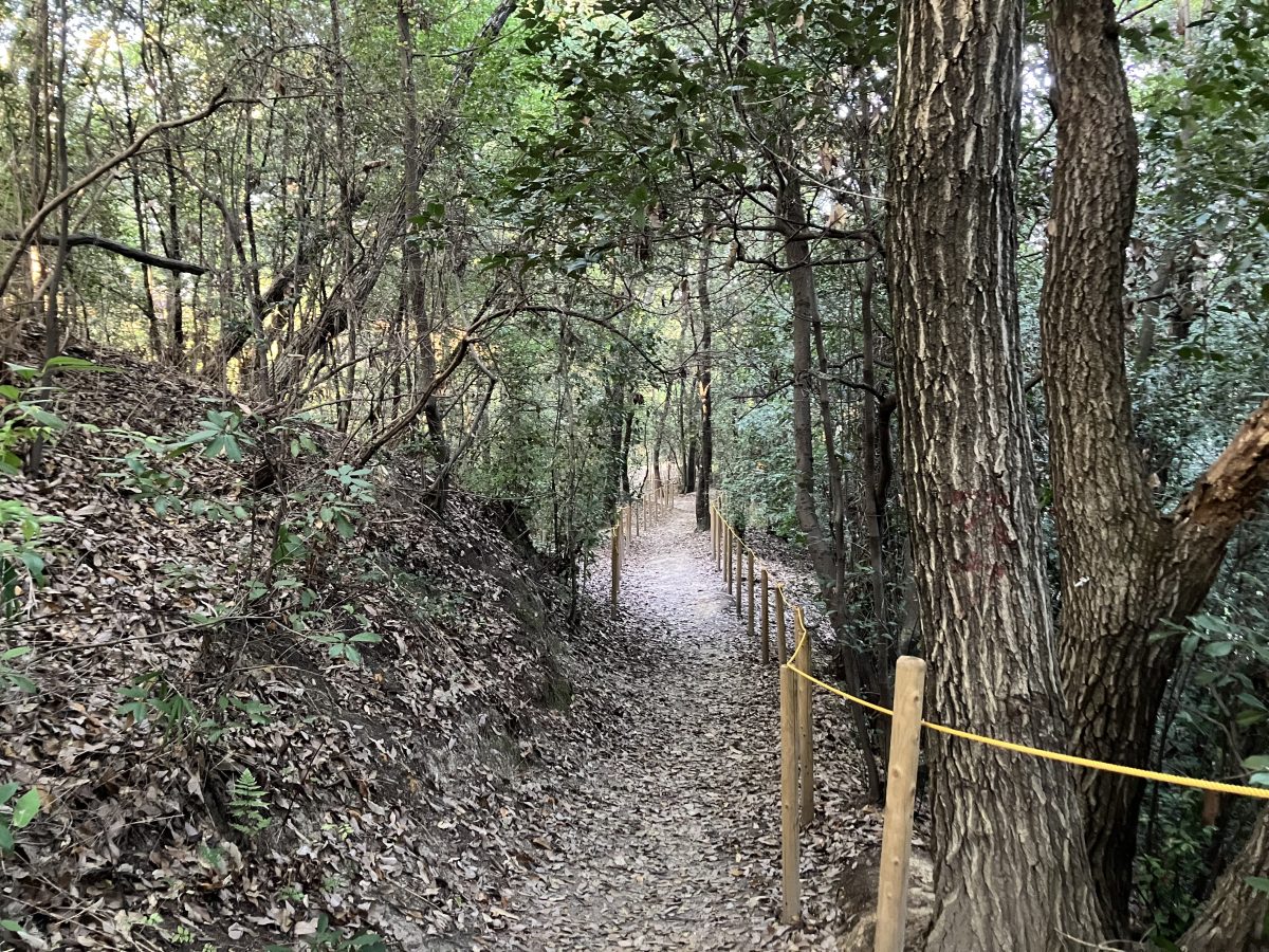 あちこちに小道がある散策路が南部エリアにはあります。ちょっとした山登りの気分になりながら散策できます。小道は整備、清掃されとてもきれいです。所々にベンチもあるため休憩しながら自然を楽しめますよ。